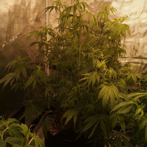 Grape Diamonds 2 growlog timeline photo