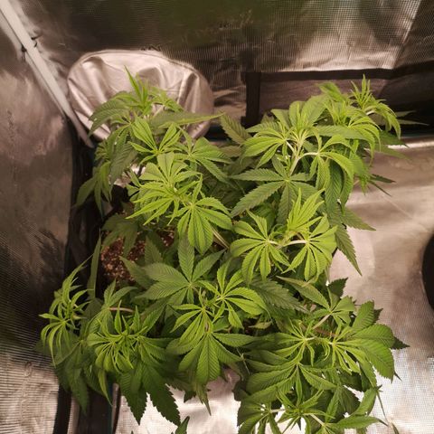 Orange cookie chem 2nd grow growlog timeline photo
