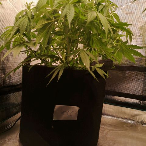 Orange cookie chem 2nd grow growlog timeline photo