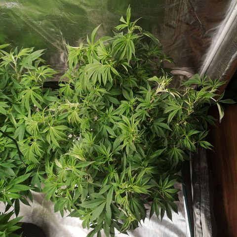 wedding cake growlog timeline photo