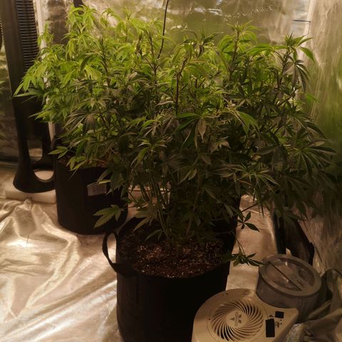 wedding cake growlog timeline photo
