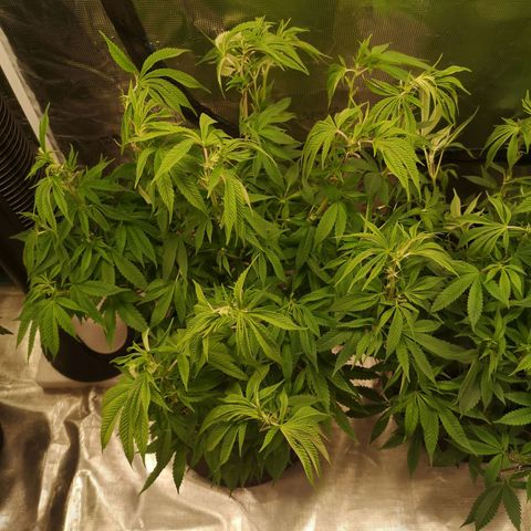 wedding cake 2 growlog timeline photo