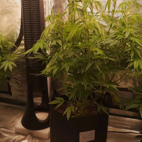 wedding cake 2 growlog timeline photo