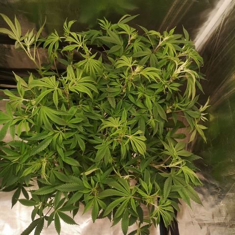 Wedding cake 3 growlog timeline photo