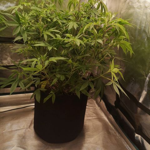 Wedding cake 3 growlog timeline photo