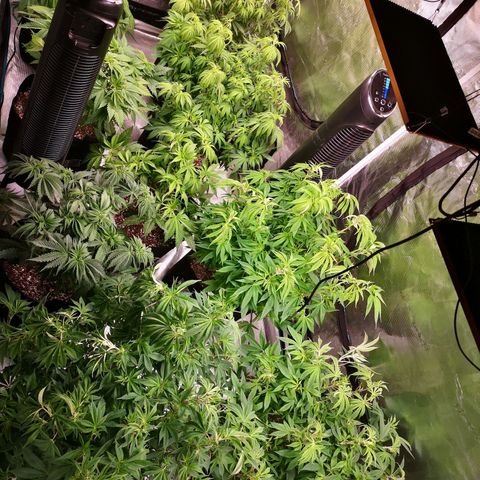 wedding cake growlog timeline photo