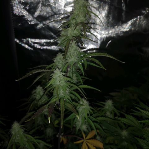 Hubbabubba haze growlog timeline photo