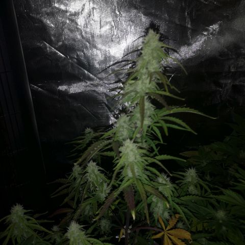 Hubbabubba haze growlog timeline photo