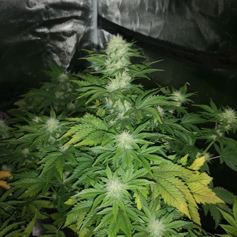 Cdlc 1/2 & 1/2 growlog timeline photo