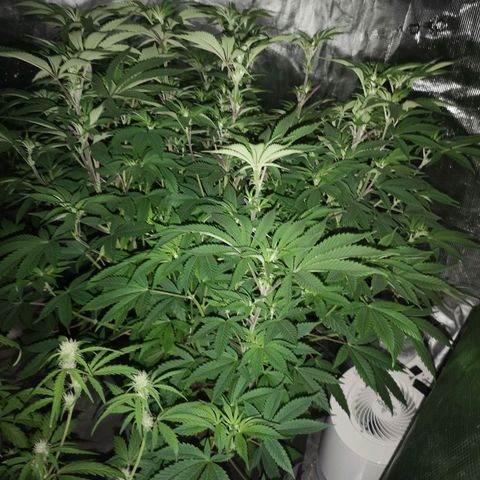 wedding cake growlog timeline photo