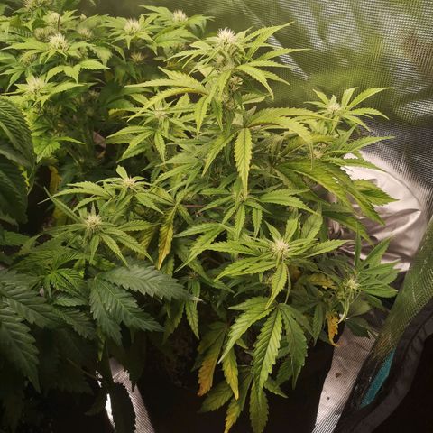 Sour crinkle growlog timeline photo