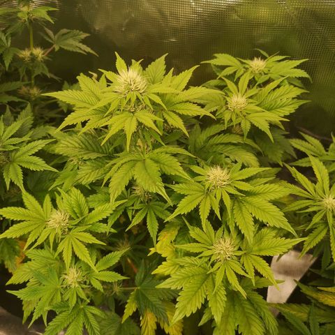 Cdlc growlog timeline photo