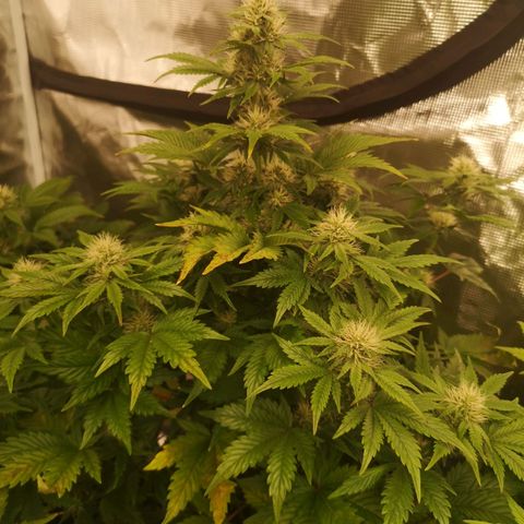 Cdlc 1/2 & 1/2 growlog timeline photo