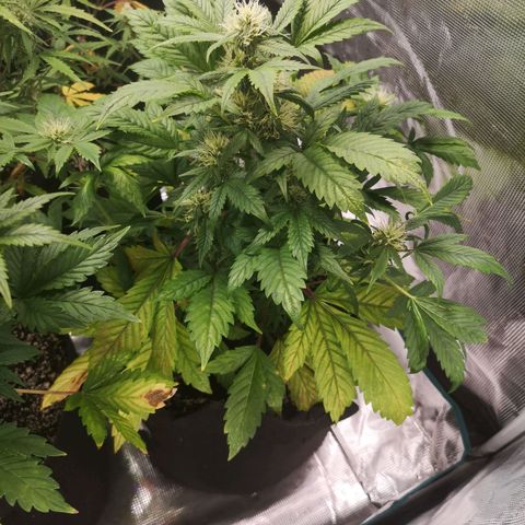Cdlc myco growlog timeline photo