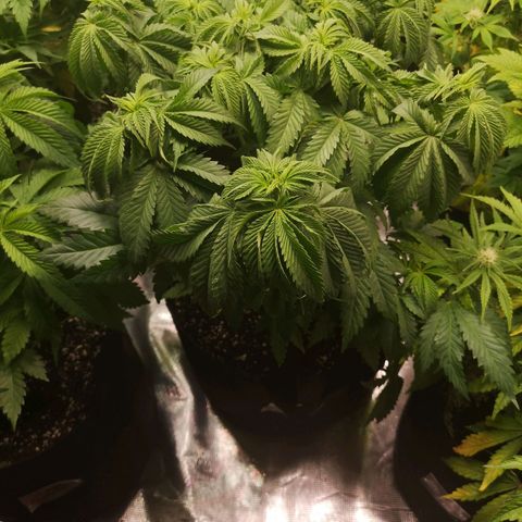 Blueberry cookies 2nd grow growlog timeline photo