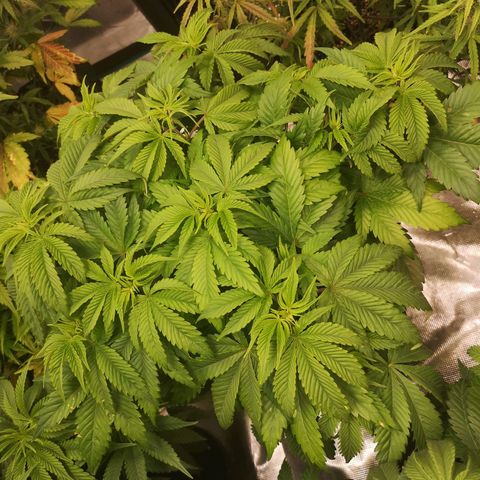 Blueberry cookies 2nd grow 2 growlog timeline photo