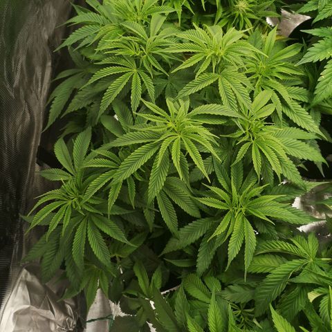 Orange cookie chem 2nd grow growlog timeline photo