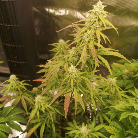 Hubbabubba haze growlog timeline photo