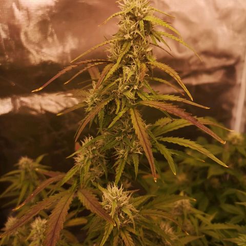 Hubbabubba haze growlog timeline photo