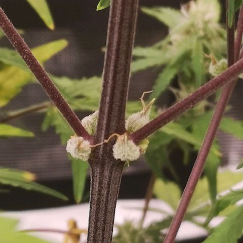 Hubbabubba haze growlog timeline photo