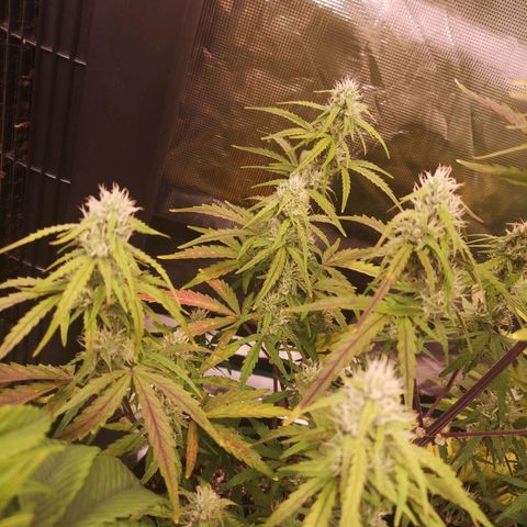 Hubbabubba haze growlog timeline photo