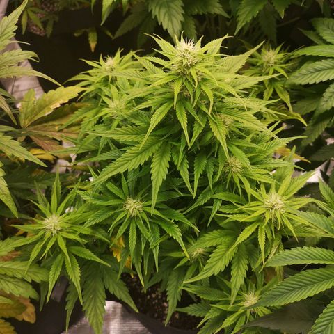 strawberry stomper growlog timeline photo