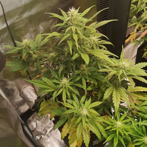Mango smile growlog timeline photo