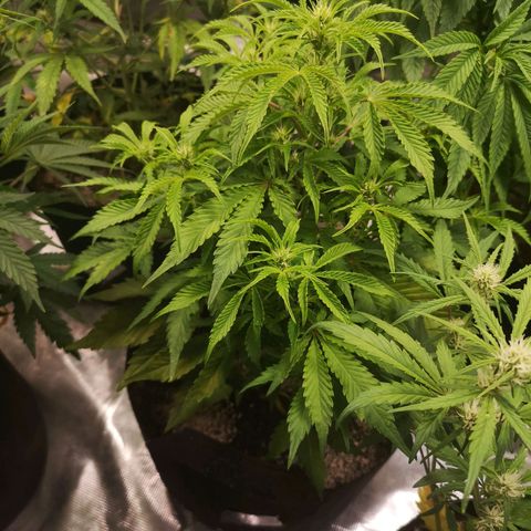 avt x 3 bears og growlog timeline photo