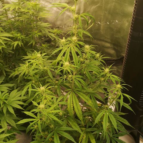 Forgotten cookies growlog timeline photo