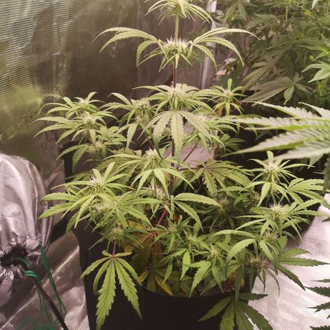 Hubbabubba haze myco growlog timeline photo