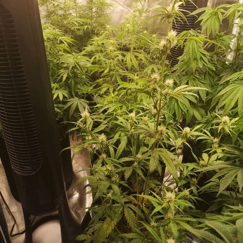 Ripleys og growlog timeline photo