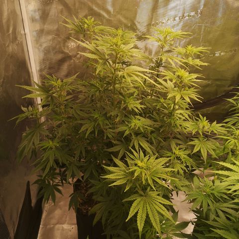 Grape Diamonds 2 growlog timeline photo