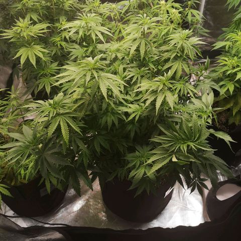 Grape Diamonds growlog timeline photo