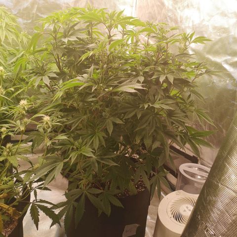 wedding cake growlog timeline photo