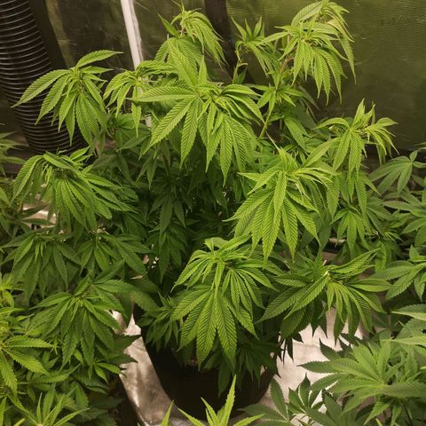 wedding cake 2 growlog timeline photo