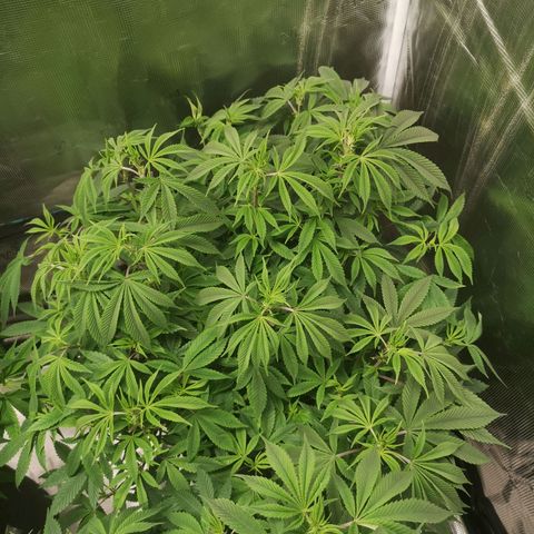 Wedding cake 3 growlog timeline photo