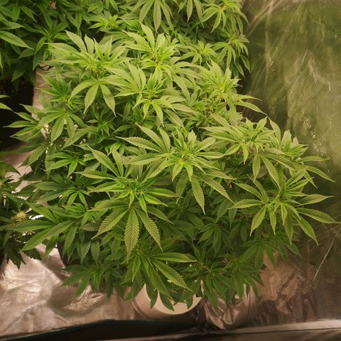 wedding cake growlog timeline photo