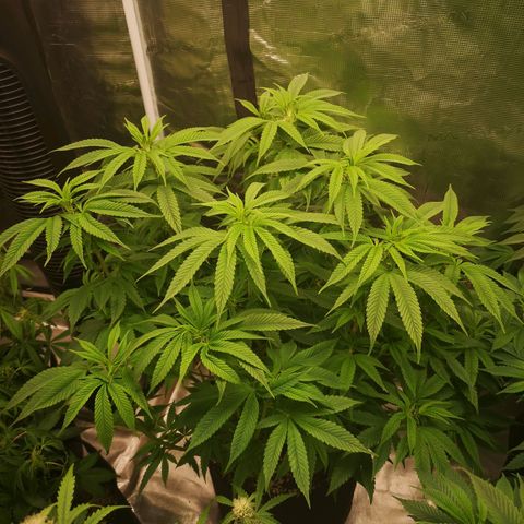 wedding cake 2 growlog timeline photo