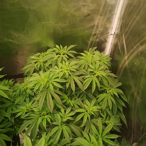 Wedding cake 3 growlog timeline photo