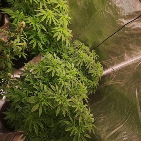 wedding cake growlog timeline photo