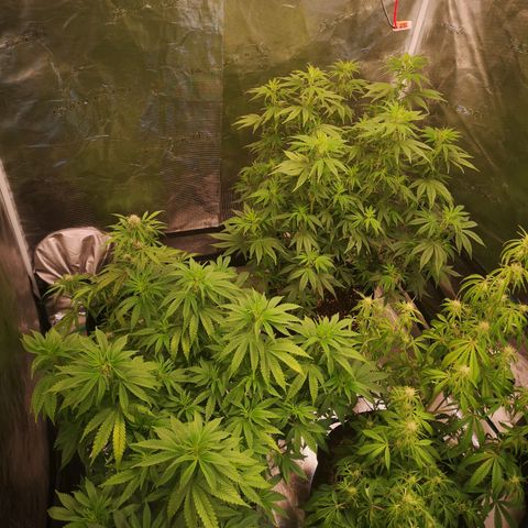 Grape Diamonds 2 growlog timeline photo
