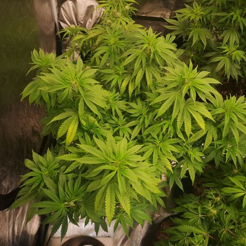 Grape Diamonds growlog timeline photo