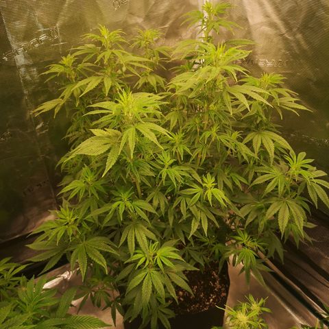 Grape Diamonds 2 growlog timeline photo