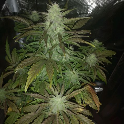 Mango smile growlog timeline photo