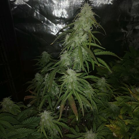 Hubbabubba haze growlog timeline photo