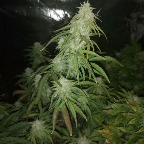 Hubbabubba haze growlog timeline photo
