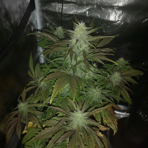 Mango smile growlog timeline photo