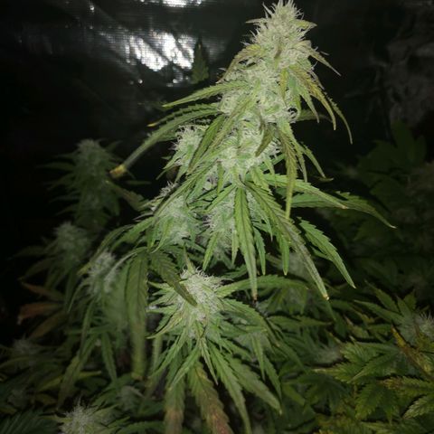 Hubbabubba haze growlog timeline photo