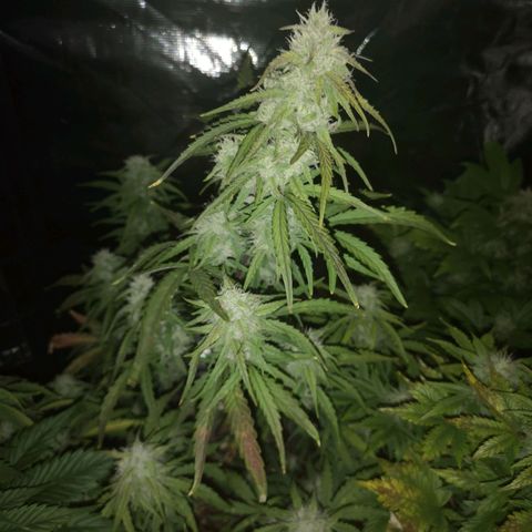 Hubbabubba haze growlog timeline photo