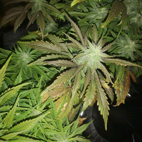 Mango smile growlog timeline photo